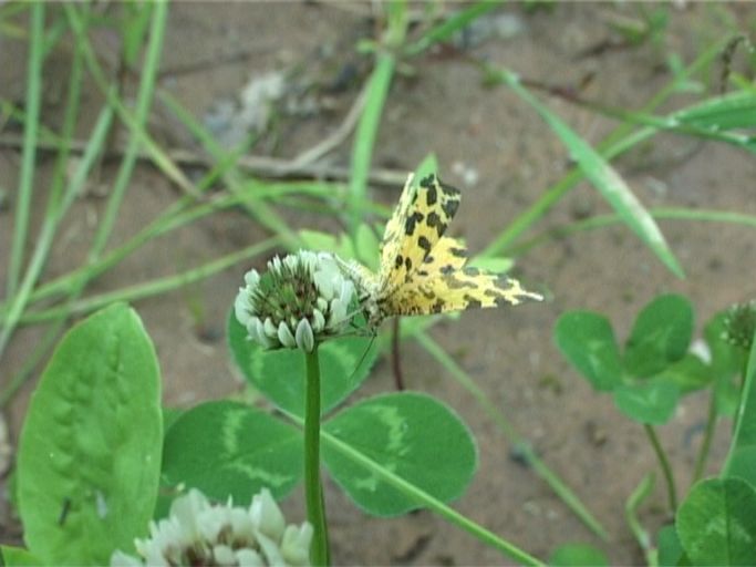 Gelber Fleckenspanner ( Pseudopanthera macularia ), auf Weißklee : Brüggen, Brachter Wald, 03.06.2005